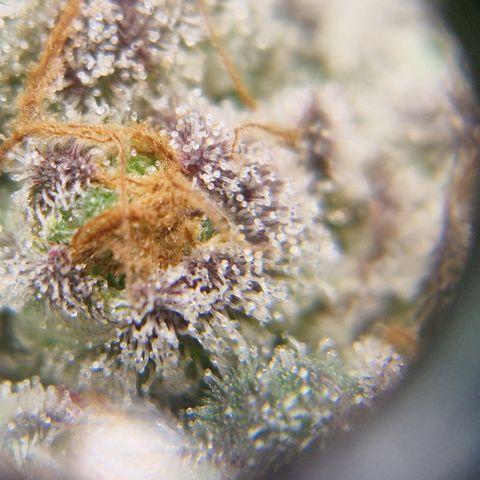 Crown Seeds Purple Haze - Lili growlog timeline photo