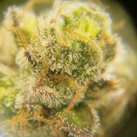 Crown Seeds Purple Haze - Lili growlog timeline photo