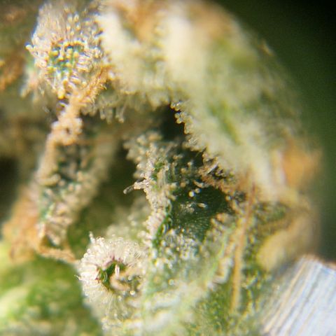 Amnesia Haze - Amy growlog timeline photo
