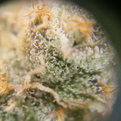 Amnesia Haze - Amy growlog timeline photo