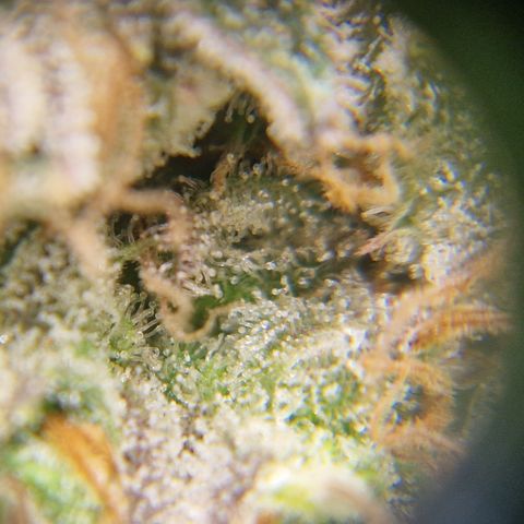 Amnesia Haze - Amy growlog timeline photo
