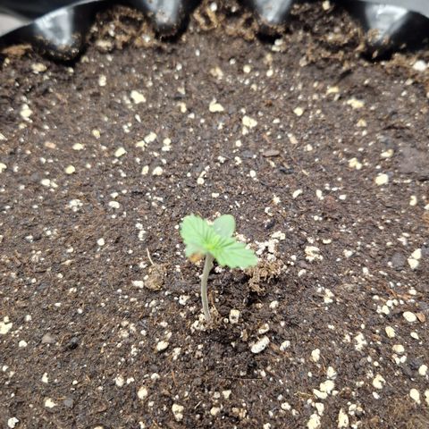 Purplematic CBD - Romi growlog timeline photo