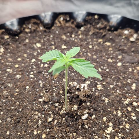 Purplematic CBD - Romi growlog timeline photo