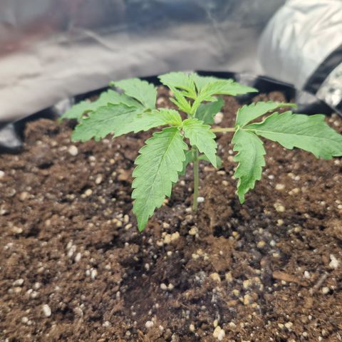 Purplematic CBD - Romi growlog timeline photo