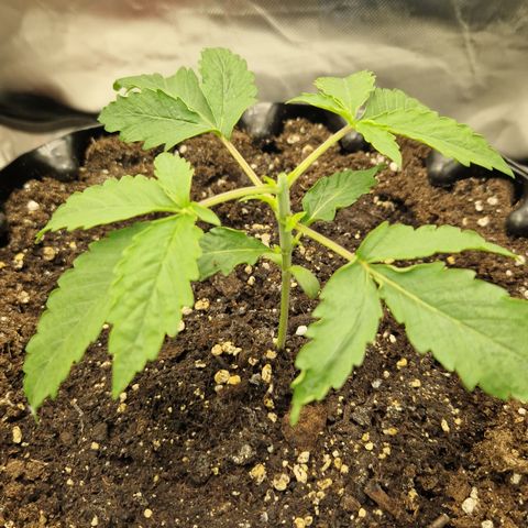 Purplematic CBD - Romi growlog timeline photo