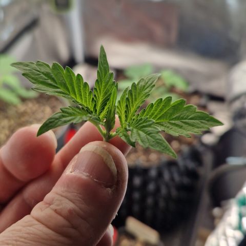 Purplematic CBD - Romi growlog timeline photo