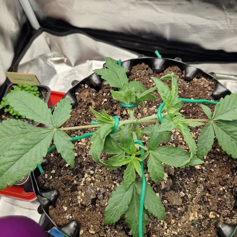 Purplematic CBD - Romi growlog timeline photo