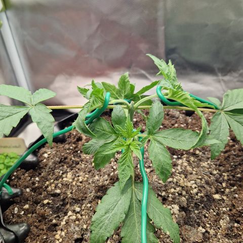 Purplematic CBD - Romi growlog photo: Blätter drehen nach unten