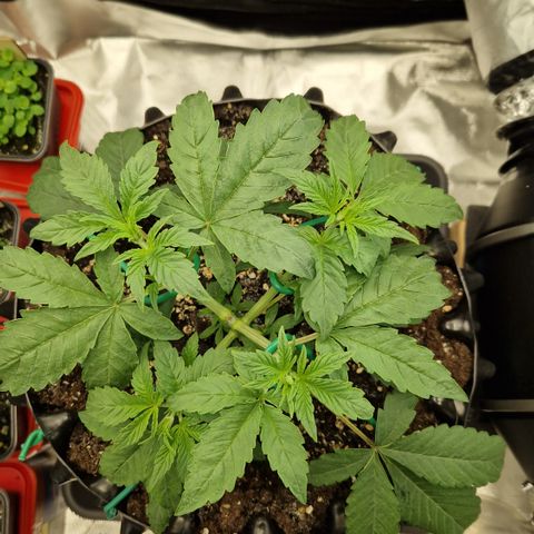 Purplematic CBD - Romi growlog timeline photo