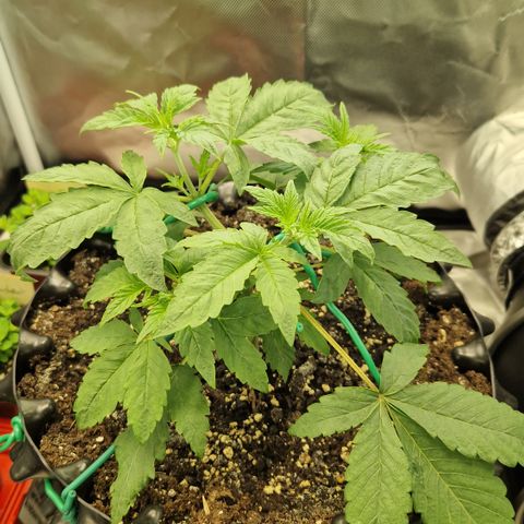 Purplematic CBD - Romi growlog timeline photo