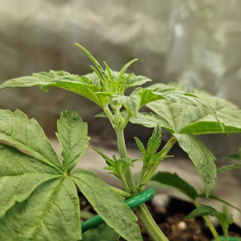 Purplematic CBD - Romi growlog timeline photo