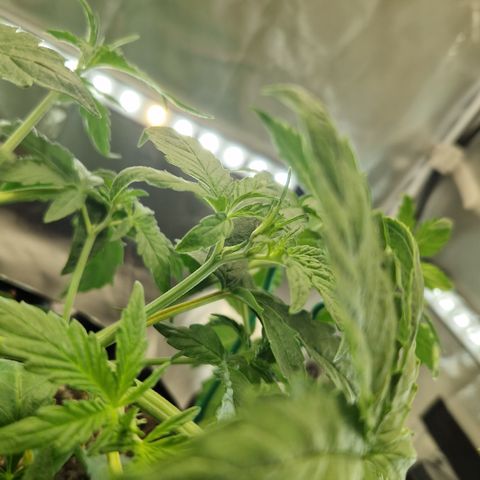 Purplematic CBD - Romi growlog timeline photo