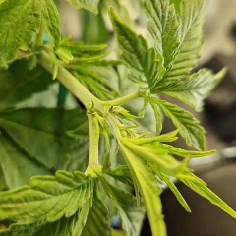 Purplematic CBD - Romi growlog timeline photo