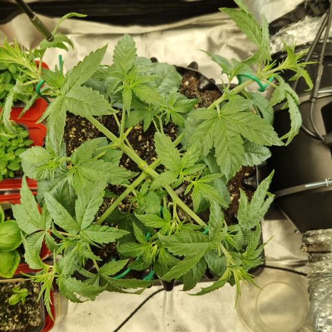 Purplematic CBD - Romi growlog timeline photo