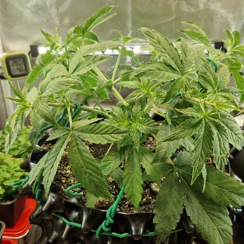 Purplematic CBD - Romi growlog timeline photo