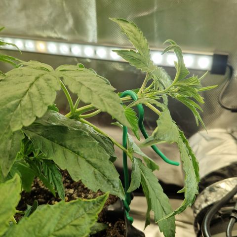Purplematic CBD - Romi growlog timeline photo