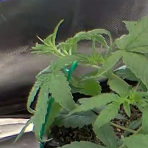 Purplematic CBD - Romi growlog photo: Immer noch Krallen wie am amfang