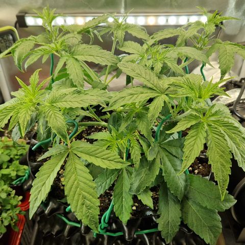 Purplematic CBD - Romi growlog timeline photo