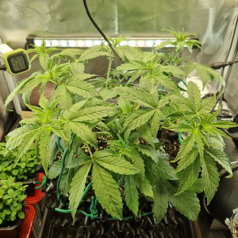 Purplematic CBD - Romi growlog timeline photo