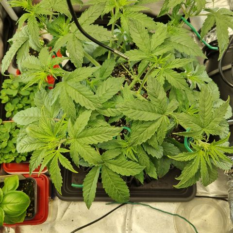Purplematic CBD - Romi growlog timeline photo