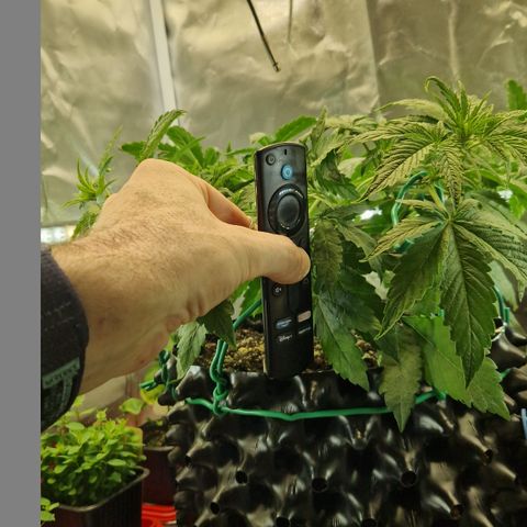 Purplematic CBD - Romi growlog timeline photo