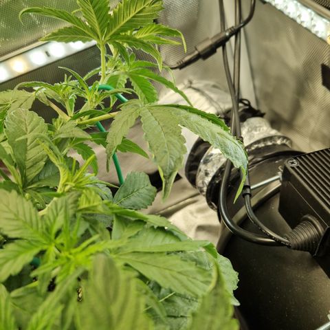 Purplematic CBD - Romi growlog timeline photo