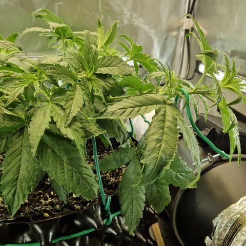 Purplematic CBD - Romi growlog timeline photo