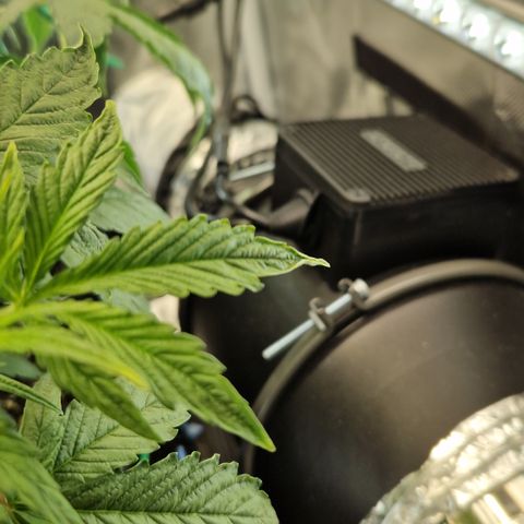 Purplematic CBD - Romi growlog timeline photo