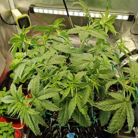 Purplematic CBD - Romi growlog timeline photo