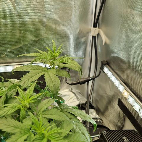 Purplematic CBD - Romi growlog timeline photo