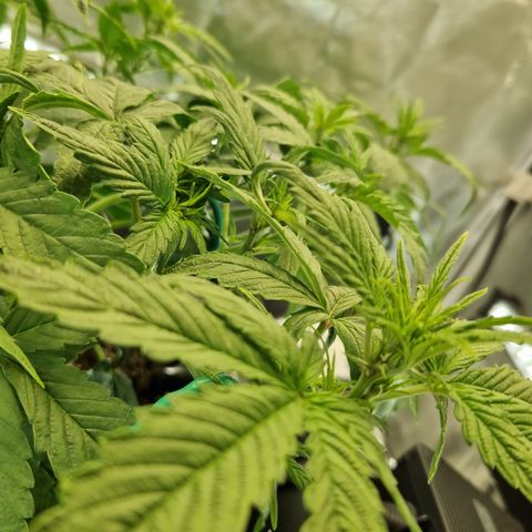 Purplematic CBD - Romi growlog timeline photo