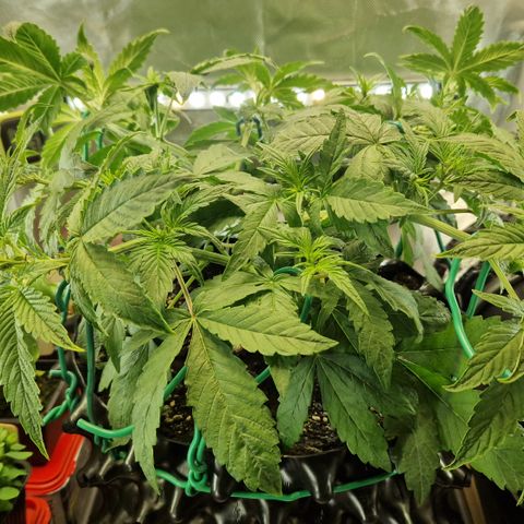 Purplematic CBD - Romi growlog timeline photo