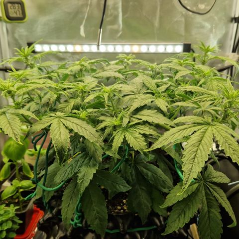 Purplematic CBD - Romi growlog timeline photo