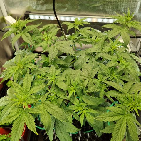 Purplematic CBD - Romi growlog timeline photo