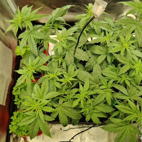 Purplematic CBD - Romi growlog timeline photo