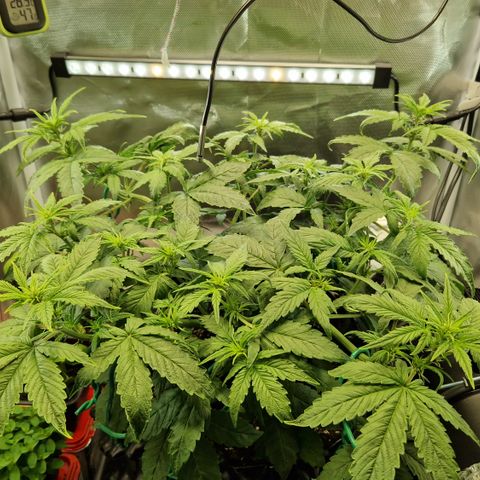 Purplematic CBD - Romi growlog timeline photo