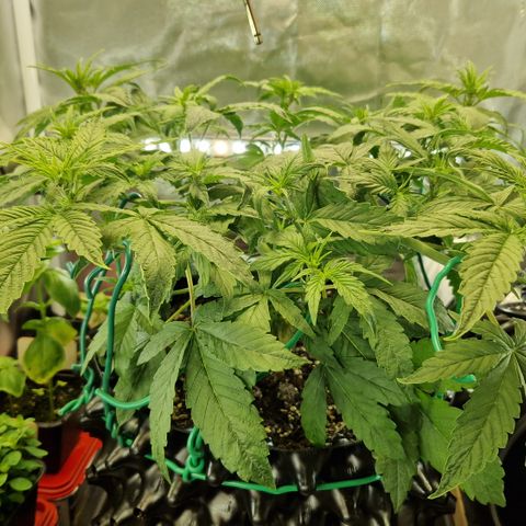 Purplematic CBD - Romi growlog timeline photo