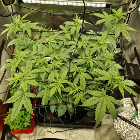 Purplematic CBD - Romi growlog timeline photo