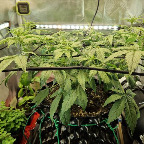 Purplematic CBD - Romi growlog timeline photo