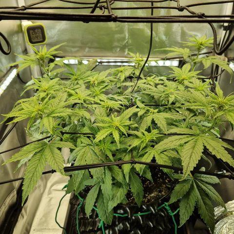 Purplematic CBD - Romi growlog timeline photo