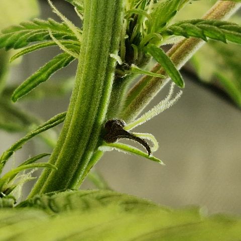Purplematic CBD - Romi growlog timeline photo