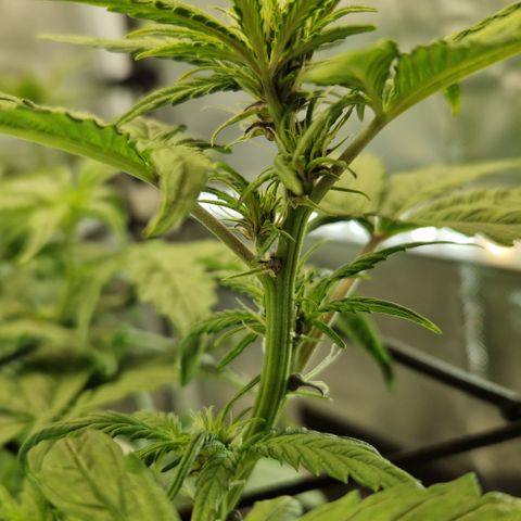 Purplematic CBD - Romi growlog timeline photo