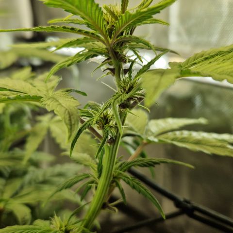 Purplematic CBD - Romi growlog timeline photo