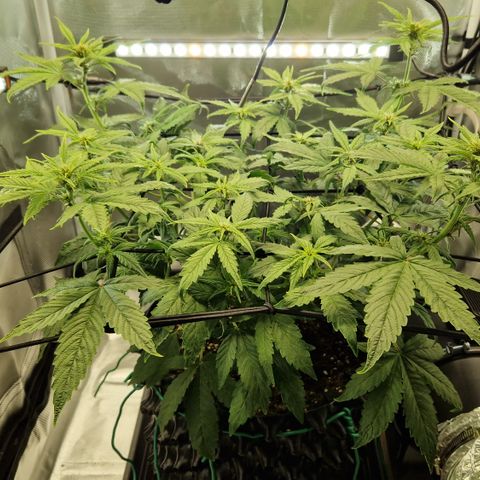 Purplematic CBD - Romi growlog timeline photo