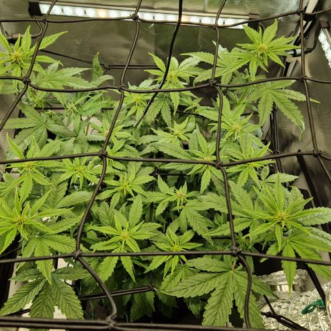 Purplematic CBD - Romi growlog timeline photo