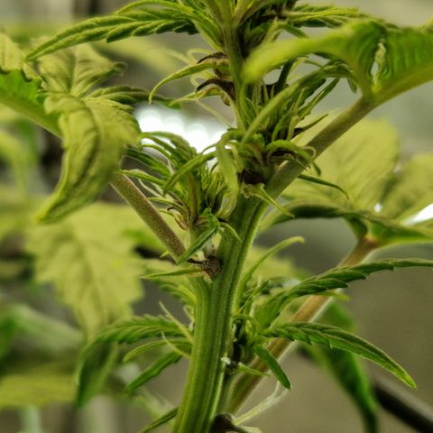 Purplematic CBD - Romi growlog timeline photo