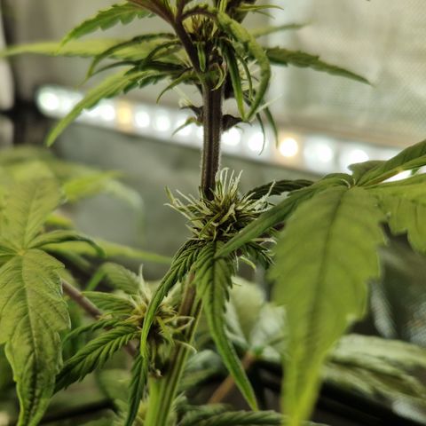 Purplematic CBD - Romi growlog timeline photo