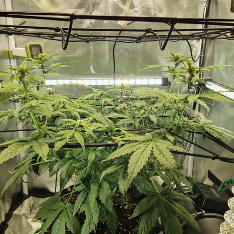 Purplematic CBD - Romi growlog timeline photo