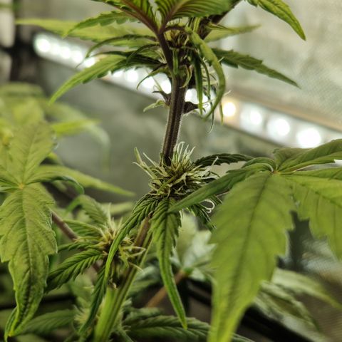 Purplematic CBD - Romi growlog timeline photo