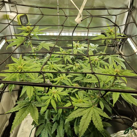 Purplematic CBD - Romi growlog timeline photo